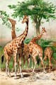 animales jirafa